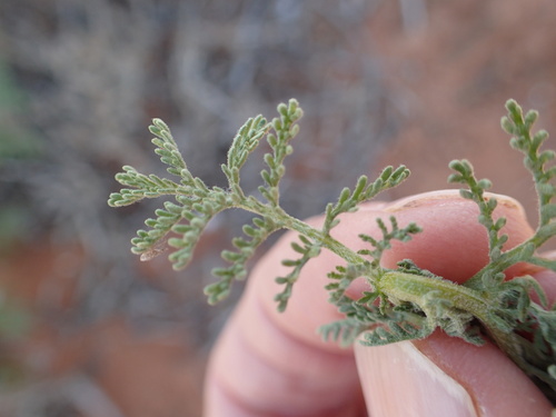 Image of Ursinia speciosa by no rights reserved