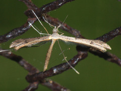 Stenoptilia