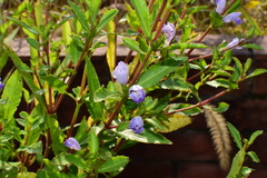 Hygrophila ringens