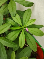 Talinum fruticosum