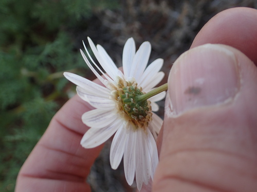 Image of Ursinia speciosa by no rights reserved