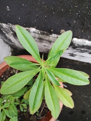 Talinum fruticosum