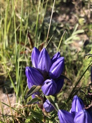 Gentiana affinis