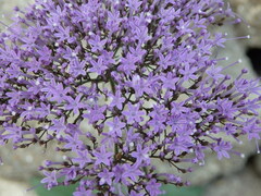 Trachelium caeruleum