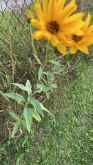 Helianthus pauciflorus