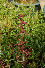 Ammannia baccifera