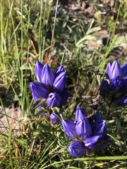 Gentiana affinis