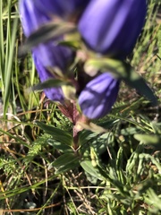 Gentiana affinis