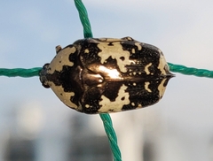 Protaetia aurichalcea