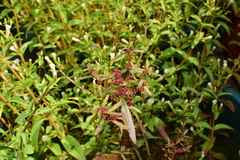 Ammannia baccifera