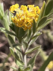 Lasiosiphon anthylloides