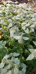 Pycnanthemum muticum