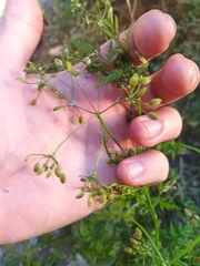 Sphallerocarpus gracilis