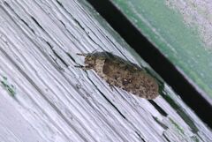 Agonopterix