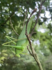 Tettigonioidea