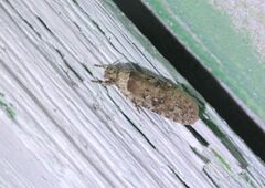 Agonopterix