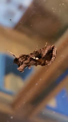 Chrysodeixis includens