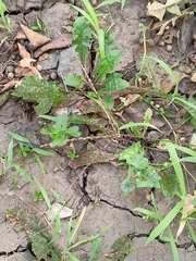 Digitaria sanguinalis