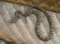 Bothrops atrox