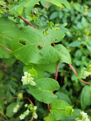 Fallopia scandens