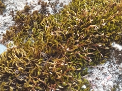 Amblystegium serpens