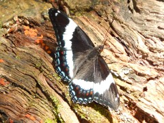 Limenitis arthemis arthemis