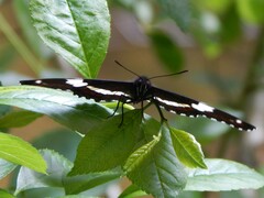 Limenitis arthemis arthemis
