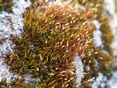 Amblystegium serpens