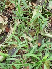 Digitaria sanguinalis