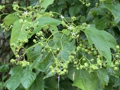 Clerodendrum cyrtophyllum