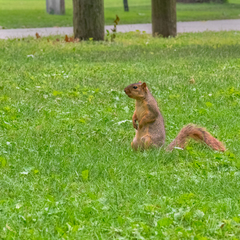 Sciurus niger