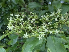 Clerodendrum cyrtophyllum
