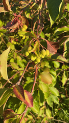 Media resource of Viburnum lentago