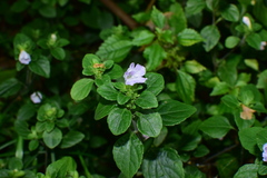 Strobilanthes tetrasperma