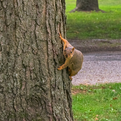 Sciurus niger