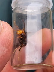 Vespa velutina nigrithorax