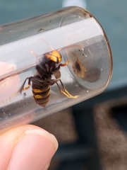 Vespa velutina nigrithorax