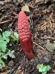 Balanophora laxiflora