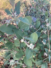Symphoricarpos occidentalis