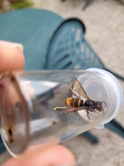 Vespa velutina nigrithorax