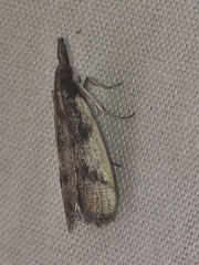 Peoria longipalpella