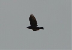 Sturnus vulgaris