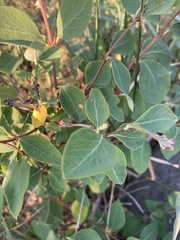 Symphoricarpos occidentalis