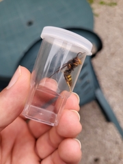 Vespa velutina nigrithorax