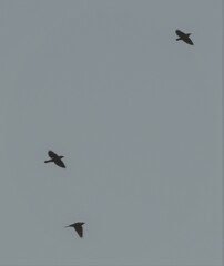 Sturnus vulgaris