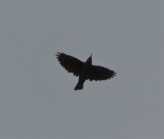 Sturnus vulgaris