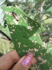 Xanthocampsomeris limosa
