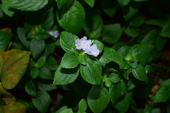 Strobilanthes tetrasperma