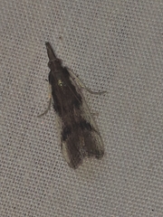 Peoria longipalpella