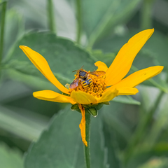 Anthidium oblongatum